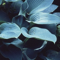 'Halcyon'