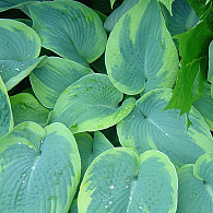 'Tokudama Flavocircinalis'