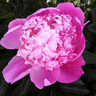 (LD) 'Lady Anna'