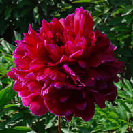 (LD) 'Red Sarah Bernhardt'