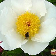 (LE) 'White Wings'