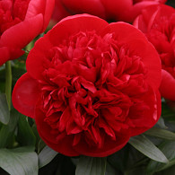 'Red Charm'